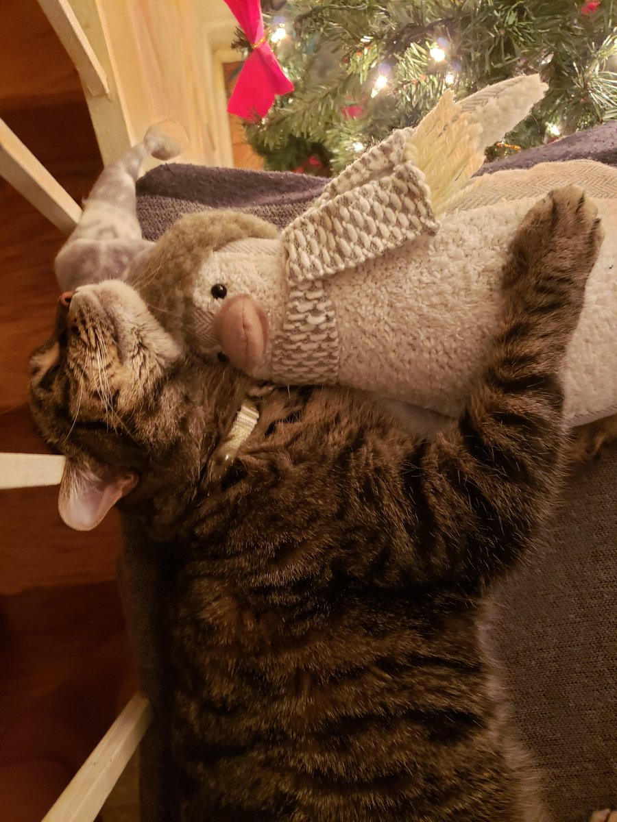 Fig has claimed my penguin as her own. #CatsOfTwitter