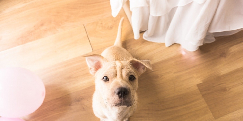 kryptonmann02's tweet image. #dog #pet #homehttps://goodaus.storeGood Aus Storegoodaus.storeIncredible!