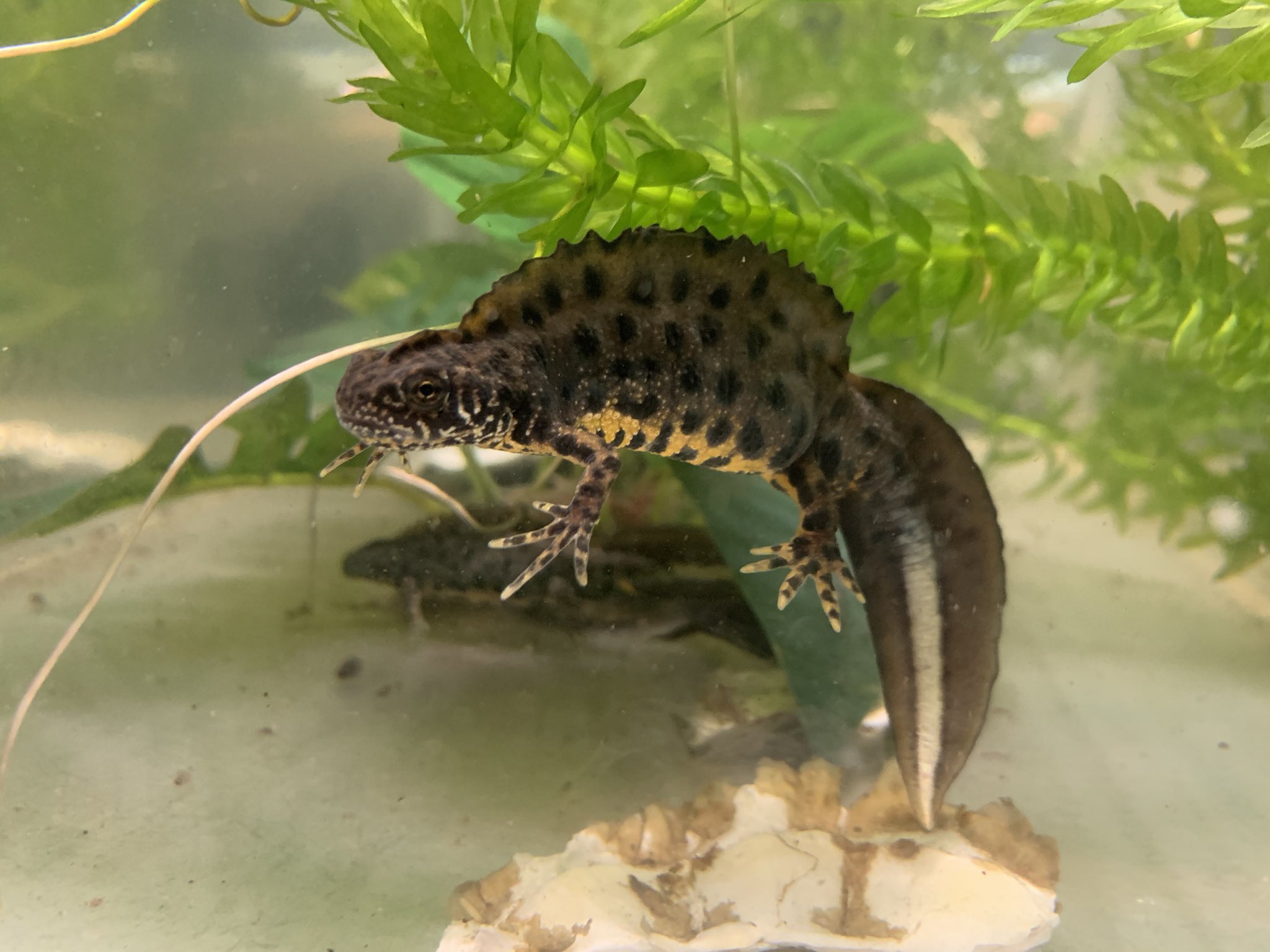 くろけんファーム マケドニアクシイモリ T Co Fvfzc7oius Twitter