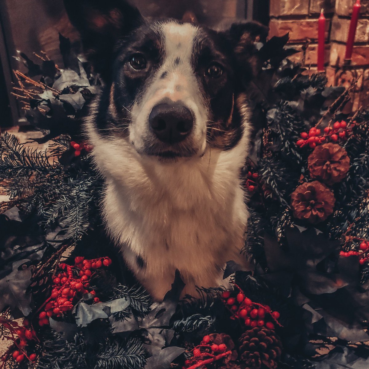 Baileyimmel's tweet photo. @dog_rates @bestfriends @Trupanion Harlow loves the holidays! https://t.co/qHtsyTUPb6