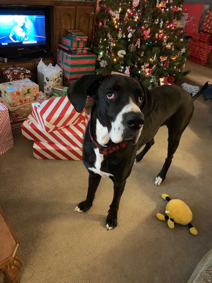 hottakesbysarah's tweet photo. @dog_rates @bestfriends @Trupanion This is Moose. Moose loves a festive occasion! Moose is a very good boy! https://t.co/bDYrZQPLye
