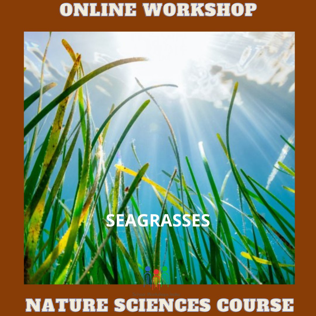 IndiaWorkshops's tweet photo. NATURE SCIENCES COURSE:
This course aims to create awareness among the students about seagrasses and the important role they play in our ecosystem.

#schoolworkshopsindia #ibdp #IGCSE #onlineworkshop #onlinecourses #onlineclassesforkidsmiddleschool #highschool #learningisfun✏📝 https://t.co/oi9J4XJkkD