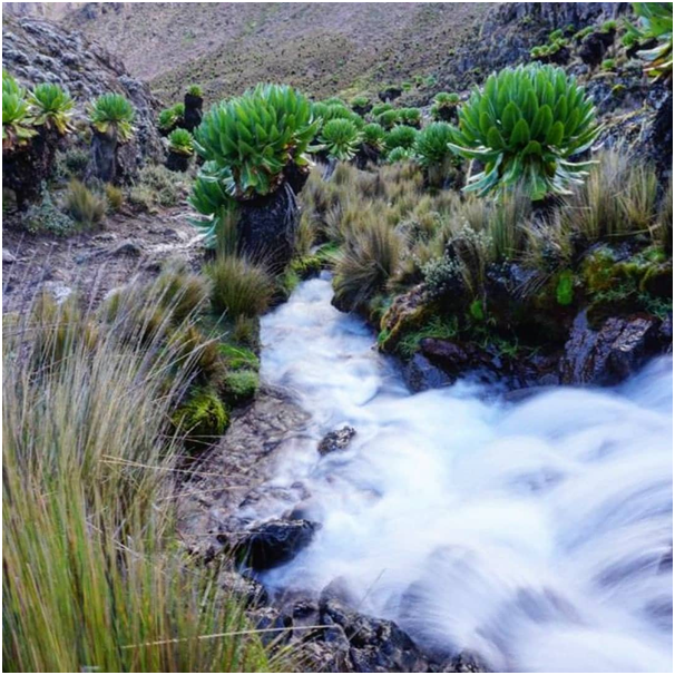 KileleClimb's tweet photo. "In all things of nature there is something of the marvelous." Wow!! Beautiful Nature!!
#kilimanjaro #flower #coveredtree #mountkilimanjaro #adventure #mountains #trekking #nature #adventures #KilimanjaroTrekking #MountKilimanjaroclimbing #Trekkingadventure #kileleclimbtours https://t.co/Odvz0zYtRv