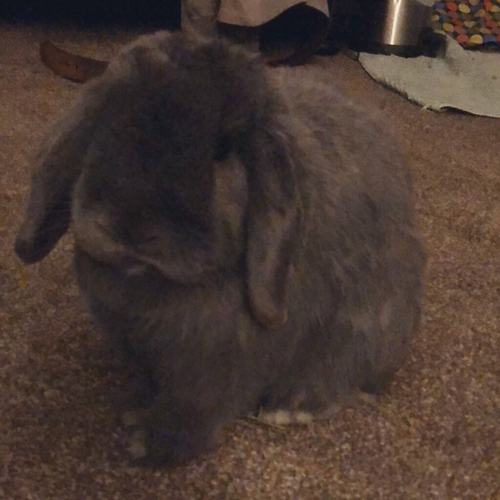 1am Sylvie photo dump cause he’s being a grumpy boi rn