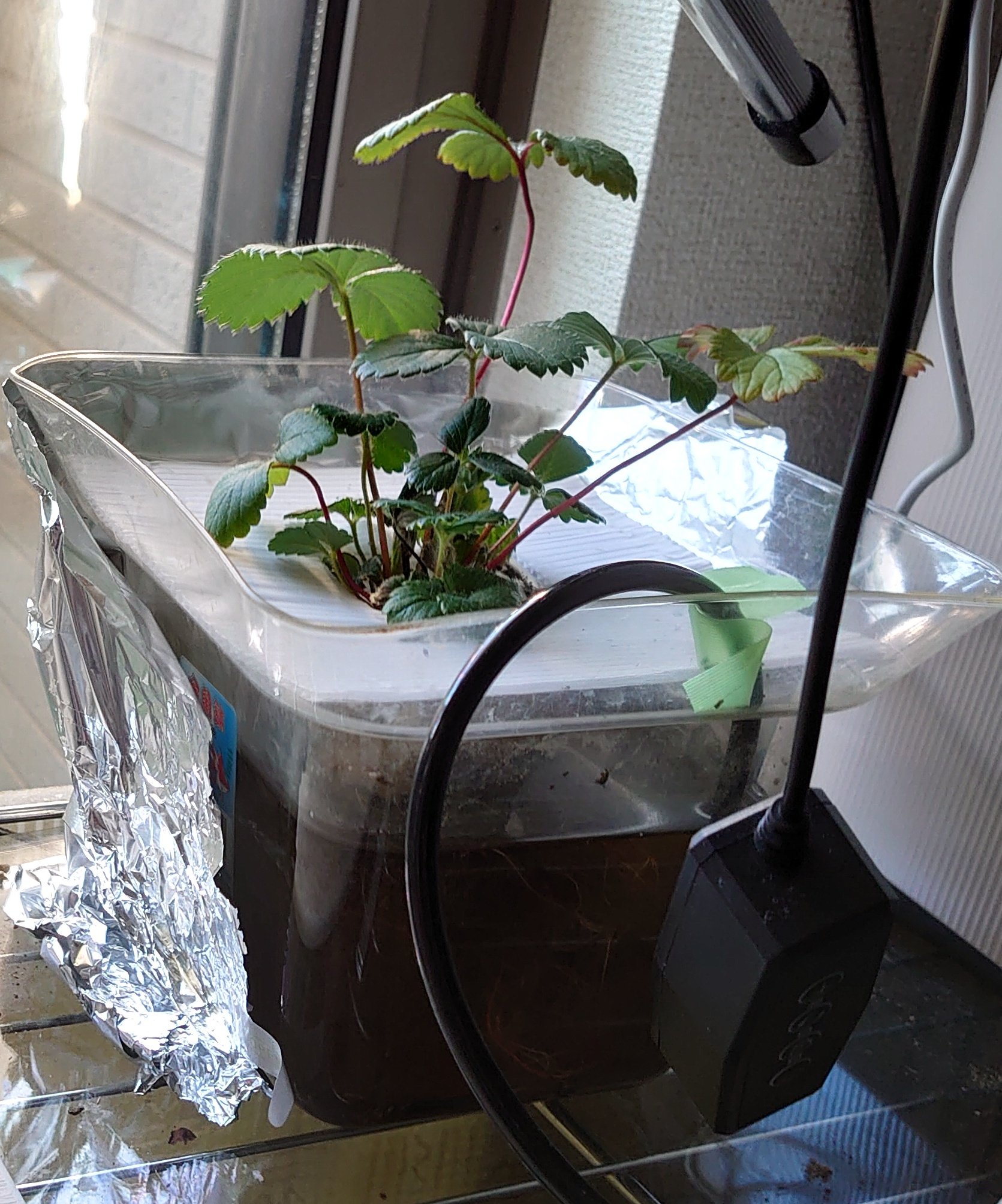 けあさん ちなみに水耕栽培の方の苺 さんは １００均の金魚鉢にブクブク突っ込んで プラスチック段ボールに穴を開けて スポンジで苗を囲っているのねん 即席だったけど安定しちゃった どっかのタイミングでもうちょい効率化したいわん 水の追加が少し