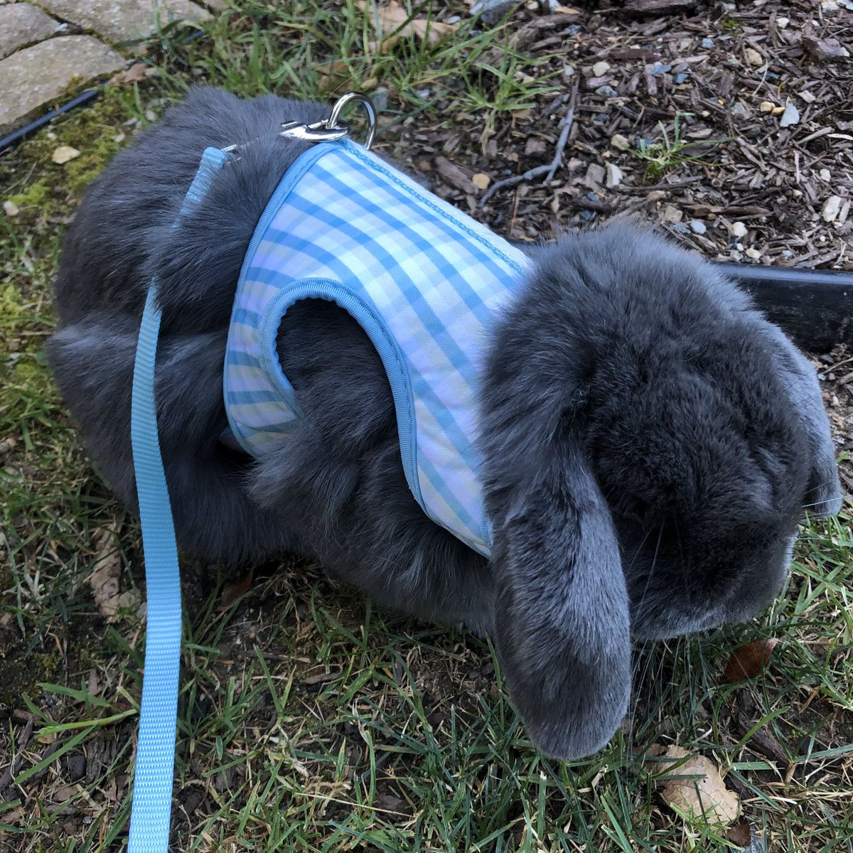 1am Sylvie photo dump cause he’s being a grumpy boi rn