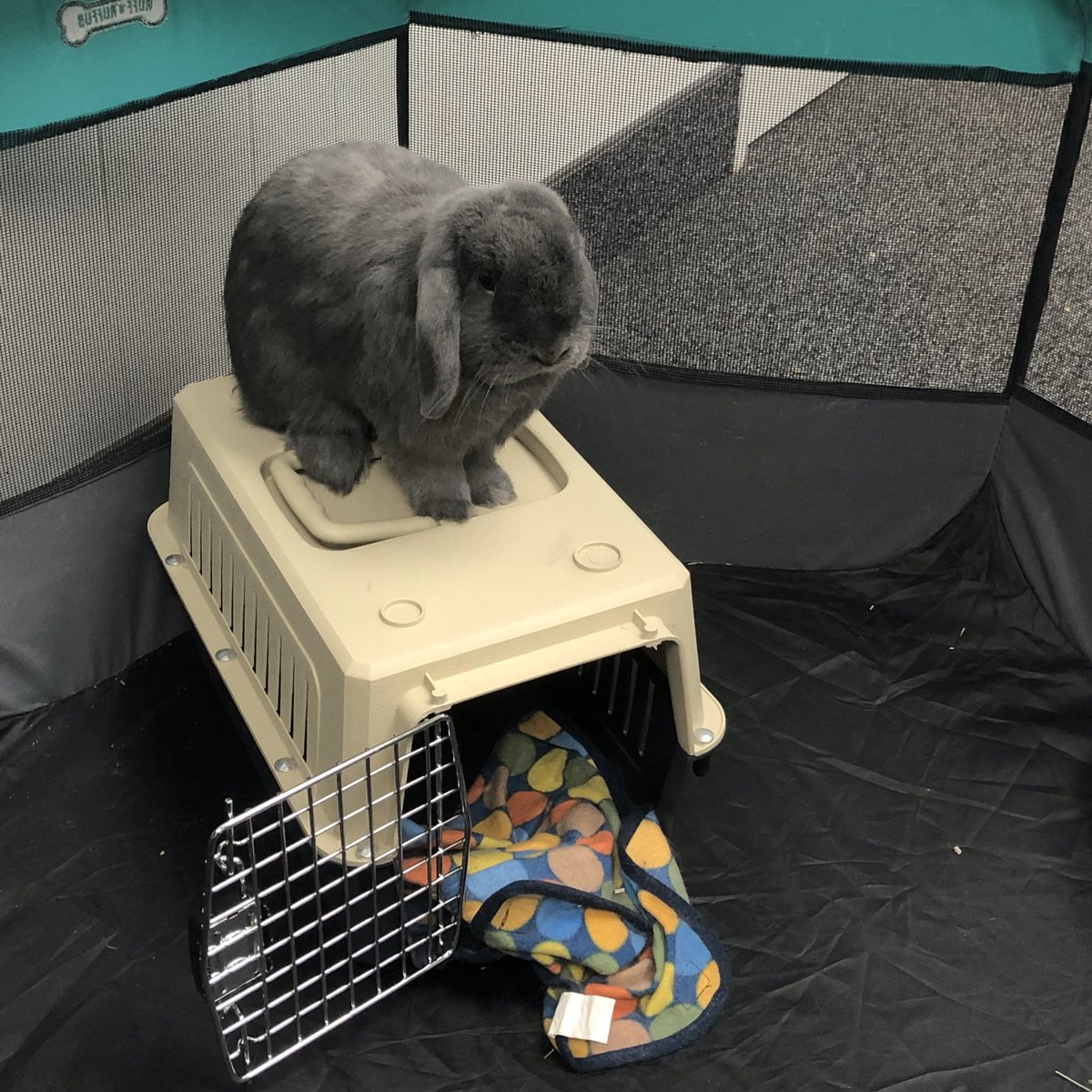 1am Sylvie photo dump cause he’s being a grumpy boi rn