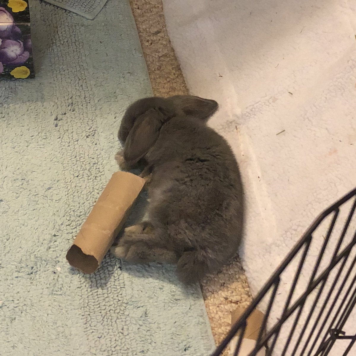 1am Sylvie photo dump cause he’s being a grumpy boi rn