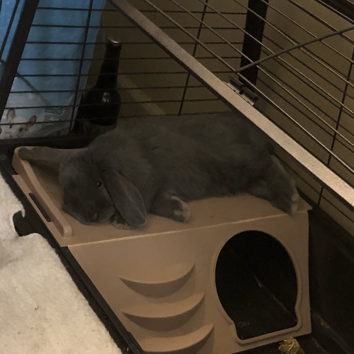 1am Sylvie photo dump cause he’s being a grumpy boi rn