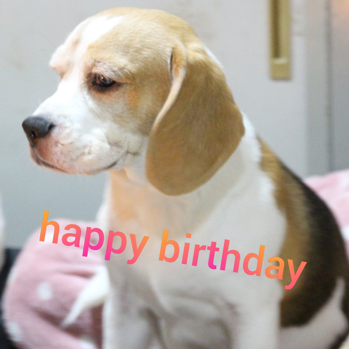 marblemaple524's tweet photo. メープル10歳&amp;チェルシー歳(推定)
19日にお誕生日でした。 https://t.co/ijShDaG4JE