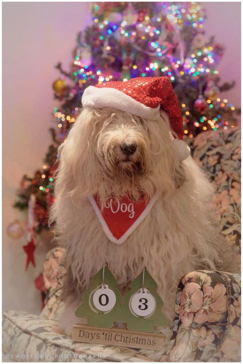 3 days till Christmas 
#3daystillchristmas 
#Christmas 
#oldenglishsheepdogs 
#oes
#bobtail