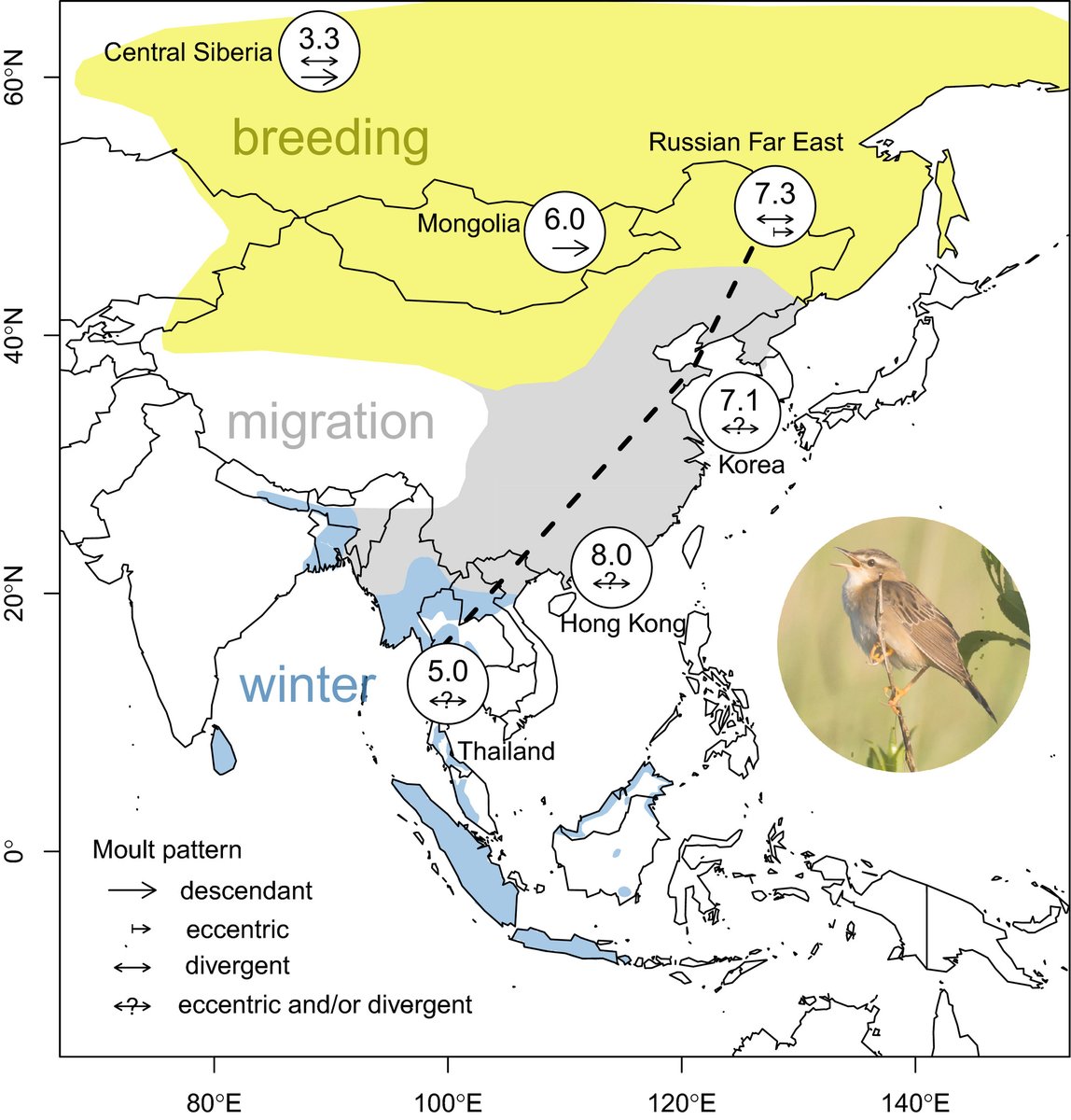 Amur Bird Project (@amurbirdproject) on Twitter photo New paper elucidating the complex #moult strategies of the Pallas´s Grasshopper Warbler - a collaborative piece of work including bird ringing experts (<a href="/JAAllcock/">John Allcock</a> and many others) from all over East Asia: doi.org/10.1002/ece3.7… #molt #ornithology New paper elucidating the complex #moult strategies of the Pallas´s Grasshopper Warbler - a collaborative piece of work including bird ringing experts (<a href="/JAAllcock/">John Allcock</a> and many others) from all over East Asia: doi.org/10.1002/ece3.7… #molt #ornithology