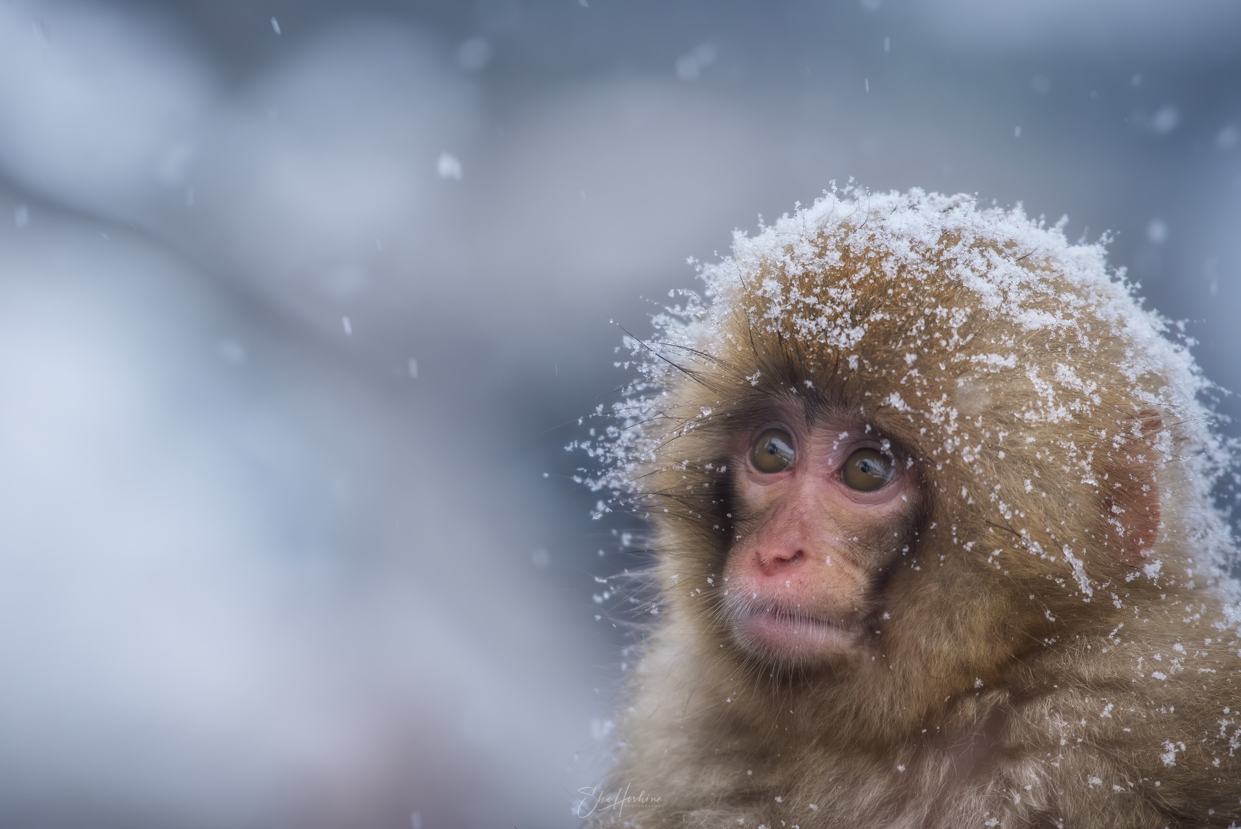 Sho Hoshino 星野 翔 雪が舞う中 温泉に入るニホンザルを撮影しました 小猿たちがとてつもなくかわいい 地獄谷野猿公苑 スノーモンキーパーク T Co Tmblg452si Twitter