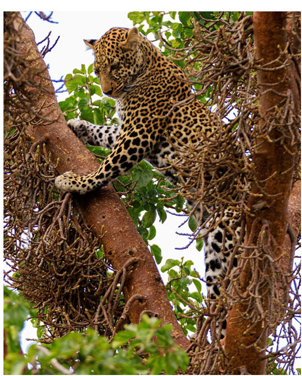 Amazing wonderland of  nature , Tanzania.

#tanzania #eastafrica #leopard #masaimarareserve #nature #travelaroundit #liveforthestory #EarthCapture #tanzaniawildlifeservice #serengeti #wildlife #savannah #safari #grassland #kenyanviews #travelphotography