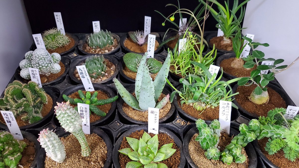 本日までセール❗️超希少❗️サイズ大❗️気根発根済アンスリウムドラヤキ新葉展開中✨️ ヤマダの歳末ジャンボ祭❢ #LABI吉祥寺 2日間限定❢ #REGZA 4K 液晶