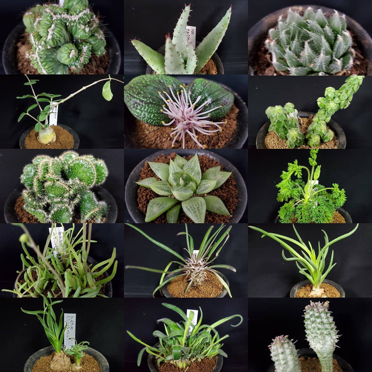 本日までセール❗️超希少❗️サイズ大❗️気根発根済アンスリウムドラヤキ新葉展開中✨️ PROTOLEAF プロトリーフ