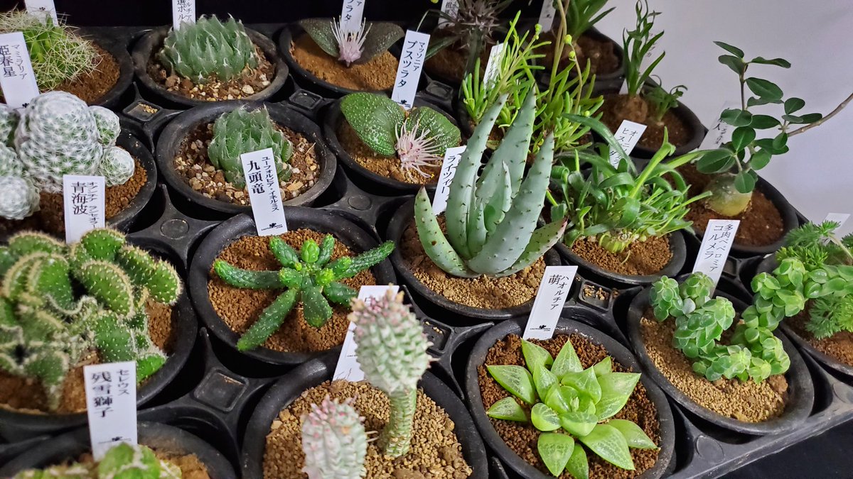 e7%99%bd%e6%a8%ba%e9%ba%92%e9%ba%9f