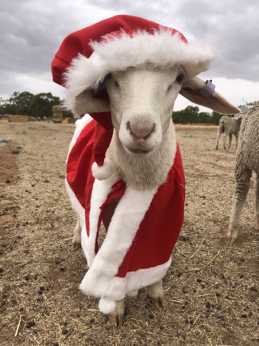 A jolly season for the Aussie Whites <a href="/ricksheahan/">Richard Sheahan</a>  <a href="/TobySheahan/">Toby Scott Sheahan</a>