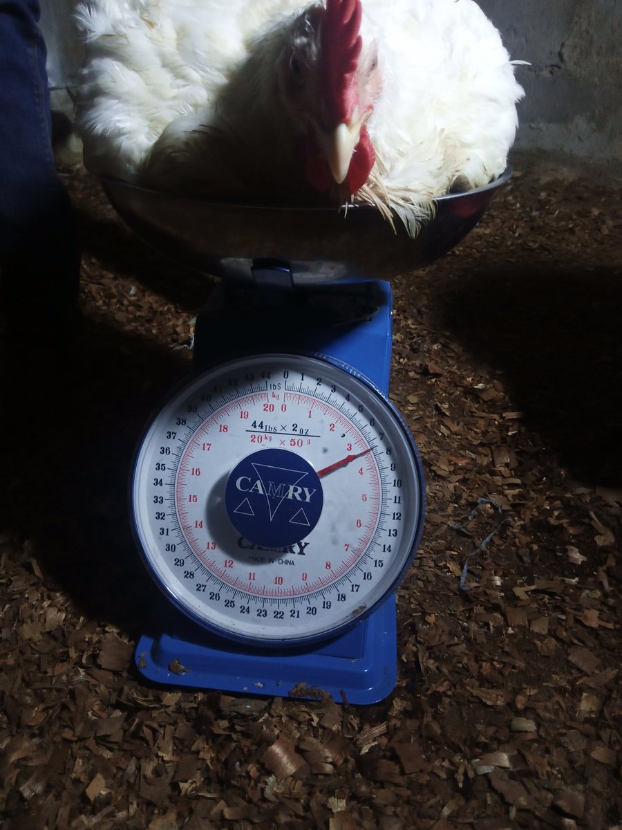 Broiler = 4,500 for 3kg, 5,000 for 3.5kg

Layers = 2,500

Cockerel = 4,000

<a href="/Kinging_David/">King-David 👑</a> #Christmas