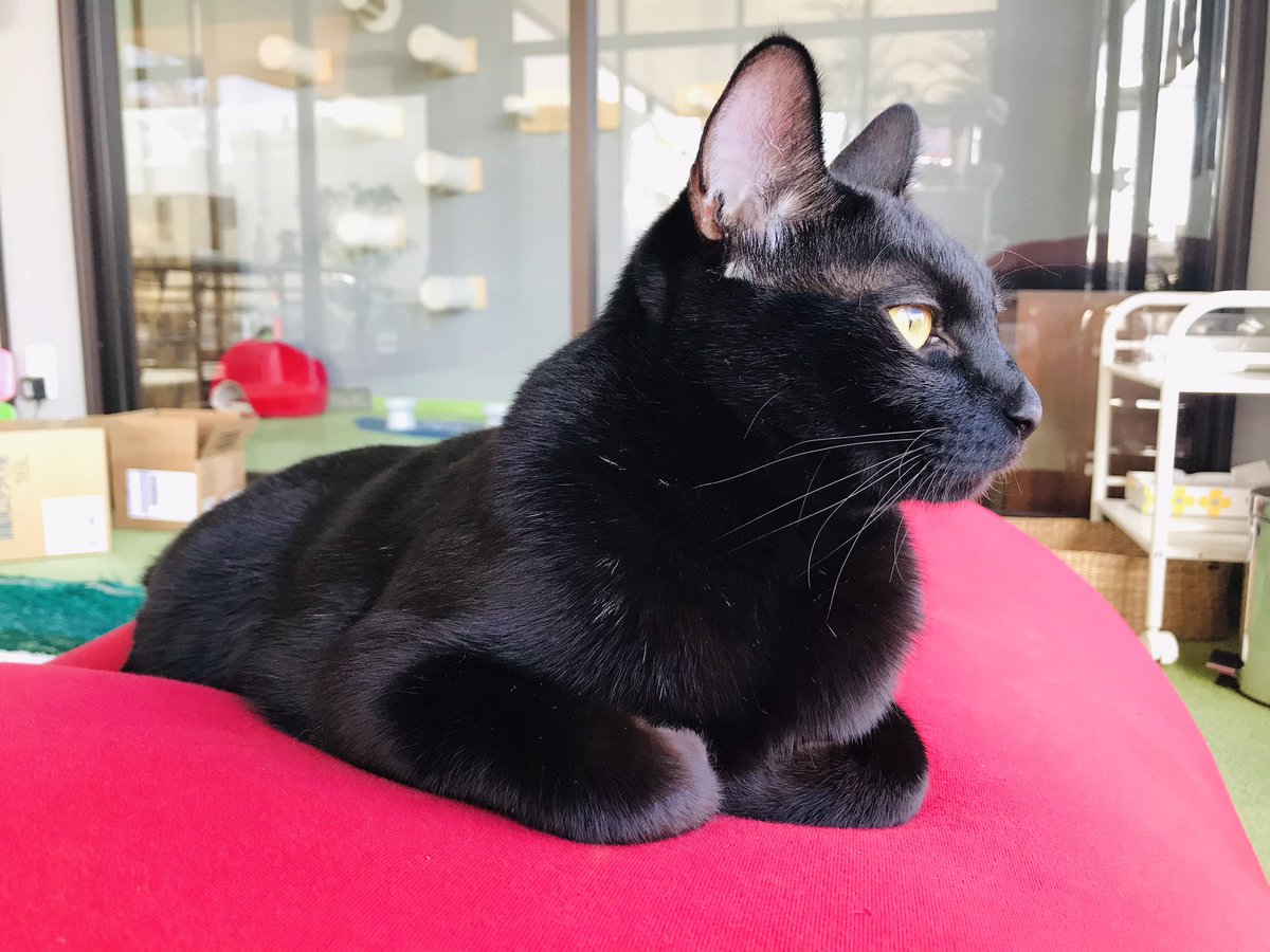 猫のおうち Necon ねこん 宝石の様な猫の目 助さん アンバー イエロー 毛並みのとても美しい黒猫です アンバーとは 英語で 琥珀 の意味がある様です 猫 姫路 保護猫 猫のおうちnecon 猫のいる幸せ 猫の目