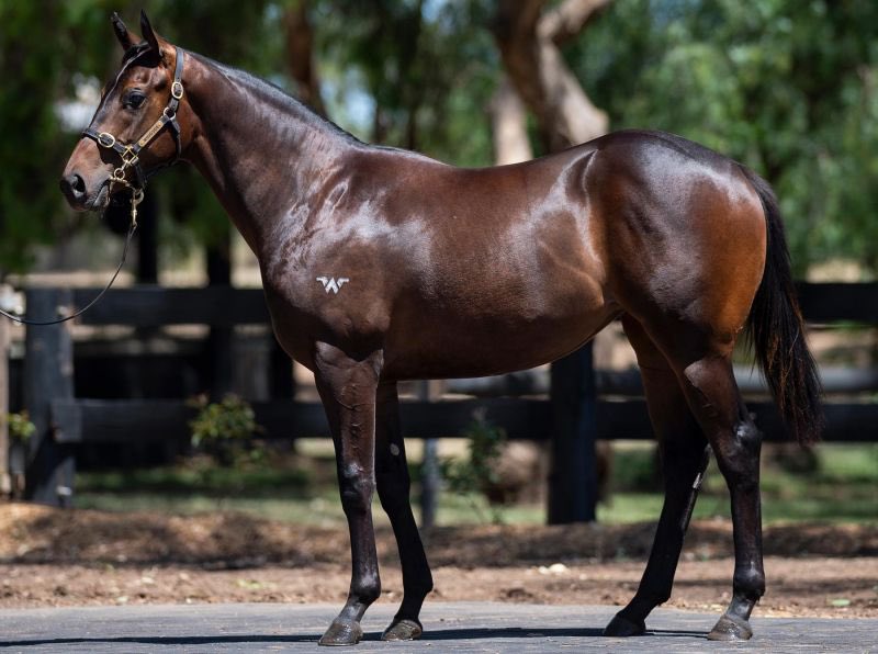 Woodside_Park's tweet photo. With the New Year on the horizon, January signifies for all in the industry the commencement of the yearling selling season, kicking off on the Gold Coast with the @mmsnippets Yearling Sale - take a look @Woodside_Park’s Awesome Foursome!

Read: https://t.co/y8TC0iyjb9 https://t.co/fvk1EZfWrS