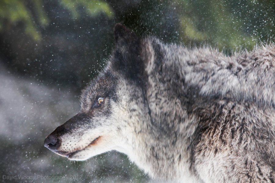 HourlyWolves presents: