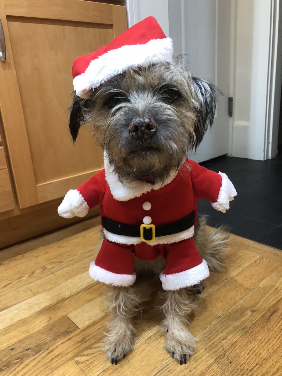 sian12x's tweet photo. @dog_rates @bestfriends @Trupanion Thank you for donating!! Happy Christmas from #Toohey #BTPosse #BorderTerriers #HaveAPawsomeChristmas https://t.co/jQp00iDc2J