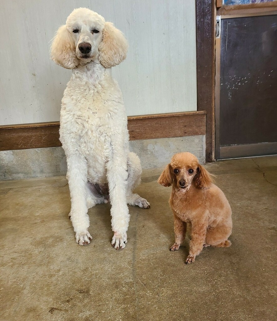 Twitter पर 那須どうぶつ王国 同じ髪型 でも何かが違う 那須どうぶつ王国 犬 スタンダードプードル デッド トイプードル メロン T Co Niqluvr0dc Twitter पर 那須どうぶつ王国 同じ髪型 でも何かが違う 那須どうぶつ王国 犬 スタンダードプードル デッド トイプードル メロン T Co Niqluvr0dc