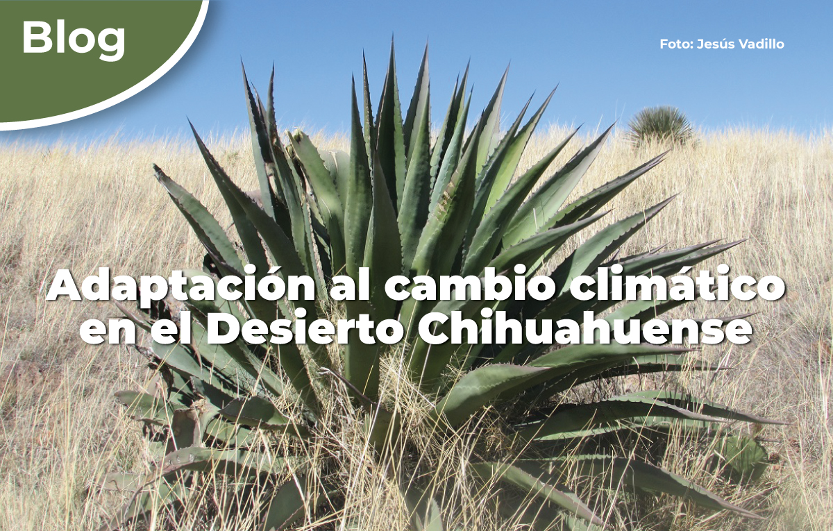 CONANP_mx's tweet photo. Los pastizales del Desierto Chihuahuense brindan servicios ambientales a las poblaciones que habitan en el norte de México, ya que son fuente de alimentos, se utilizan para la cría de ganado, regulan el ciclo hídrico y retienen el suelo. Conoce más ➡️ https://t.co/gfxlpJHfCl 🍂🌾 https://t.co/rkCU9pLNxa