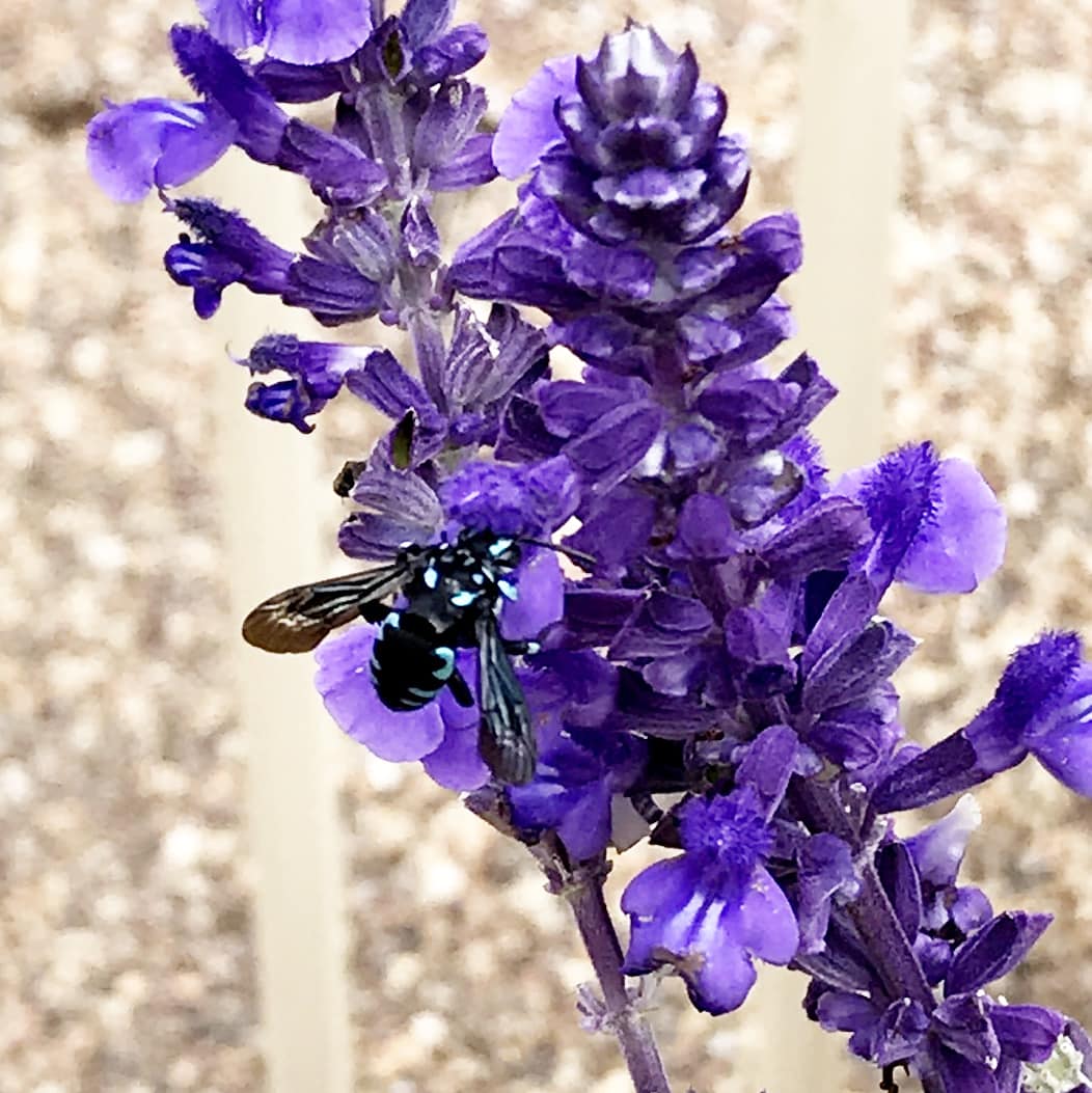 CaseyForster10's tweet photo. Thyreus nitidulus. The neon cuckoo bee. As the name suggests these Australian bees are not only gorgeously striking but they lay their eggs in the nests of blue banded bees to feed on the resources intended for the blue banded bee larvae. Sneaky! #insect #bee #australia https://t.co/IzApqjyPJJ