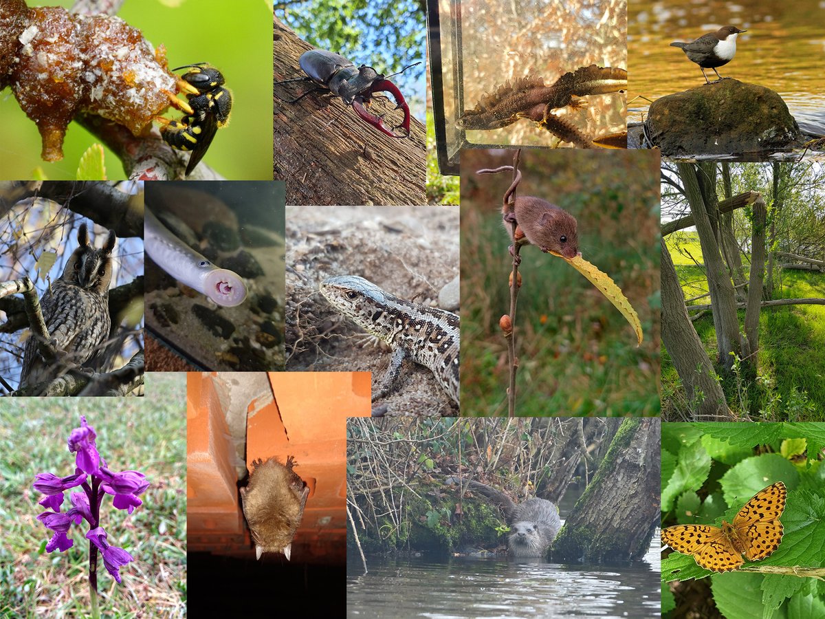 De ecologen van @TauwNL wensen iedereen hele fijne feestdagen en een gelukkig, maar bovenal gezond en natuurrijk 2021!!