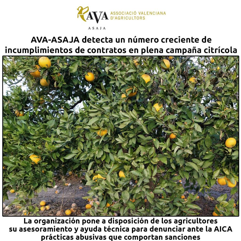 hosteleriaenvlc's tweet photo. AVA-ASAJA DETECTA UN NÚMERO CRECIENTE DE INCUMPLIMIENTOS DE CONTRATOS EN PLENA CAMPAÑA CITRÍCOLA
https://t.co/QvXnBIhCsa
@ava_asaja #avaasaja #HosteleriaEnValencia #Contratos #Incumplimiento #CampañaCitricola #Agricultores #Asesoramiento #AyudaTecnica #AICA #PracticasAbusivas https://t.co/rr4EZGaRwj