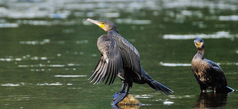SEO_BirdLife's tweet photo. 📢🔝 Primer año que se suspende (por fin) la caza de cormoranes en Asturias 
👏👏 La Consejería de Desarrollo Rural y Cohesión Territorial @GobAsturias ha suspendido la resolución que autorizaba a matar a 240 cormoranes 👀👇
https://t.co/CEzB9OEMqx
Foto: @NicolasLopezSEO https://t.co/1LgTtvconC