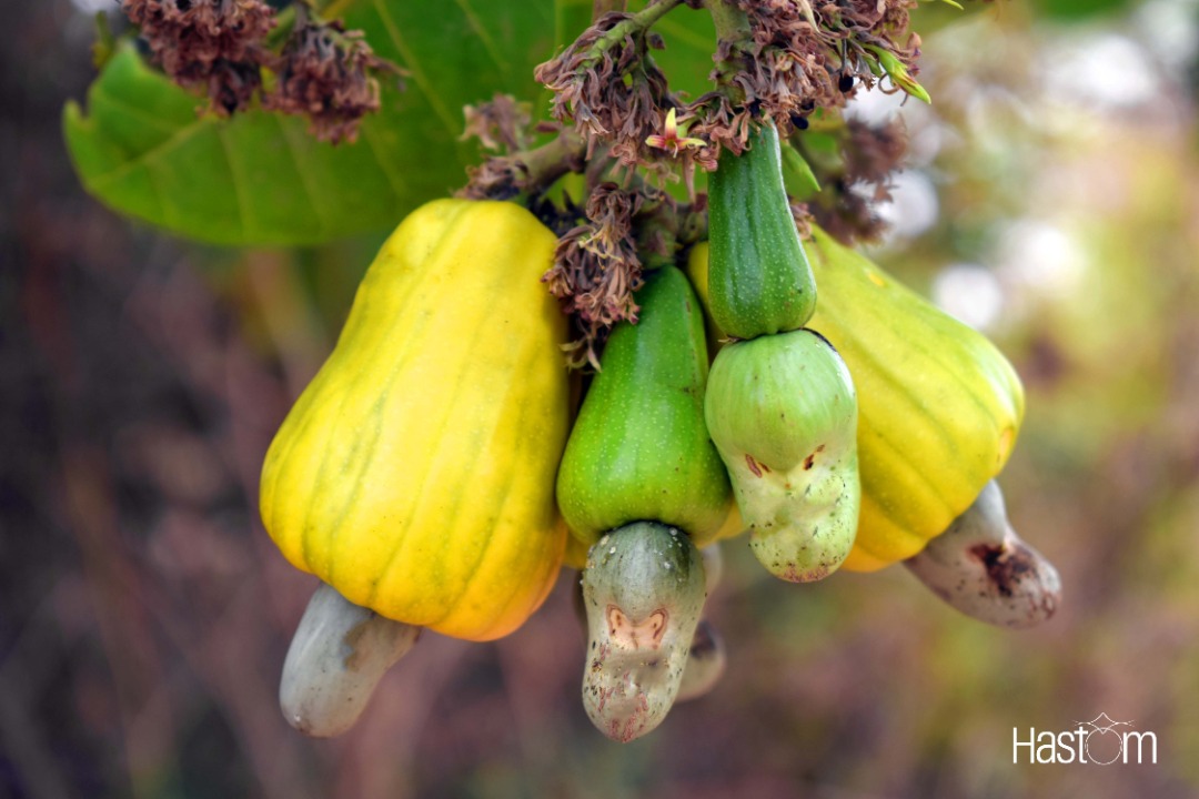 Have you ever drank cashew milk?You probably think the nut is only meant to be eaten. No, it isn’t and the best part is it easy to make!Let me show you how you can make cashew milk in this THREAD.
