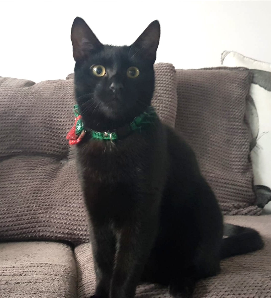 samd1972's tweet photo. @rickygervais We adopted this handsome boy 😻 https://t.co/zMX8mcBZCr