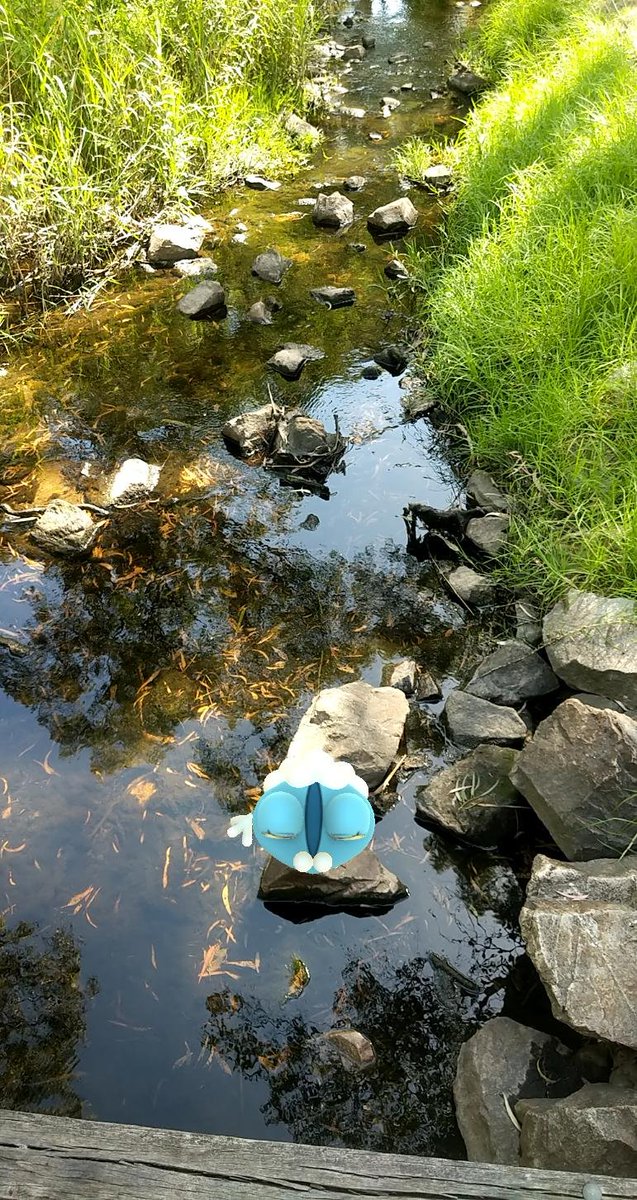 Lili_Bear26's tweet photo. Week 3 AR Challenge is Reflection #pokemonGO #ARphotography #AugmentedReality #pogoar #GOsnapshot https://t.co/UlPhI9A1lx