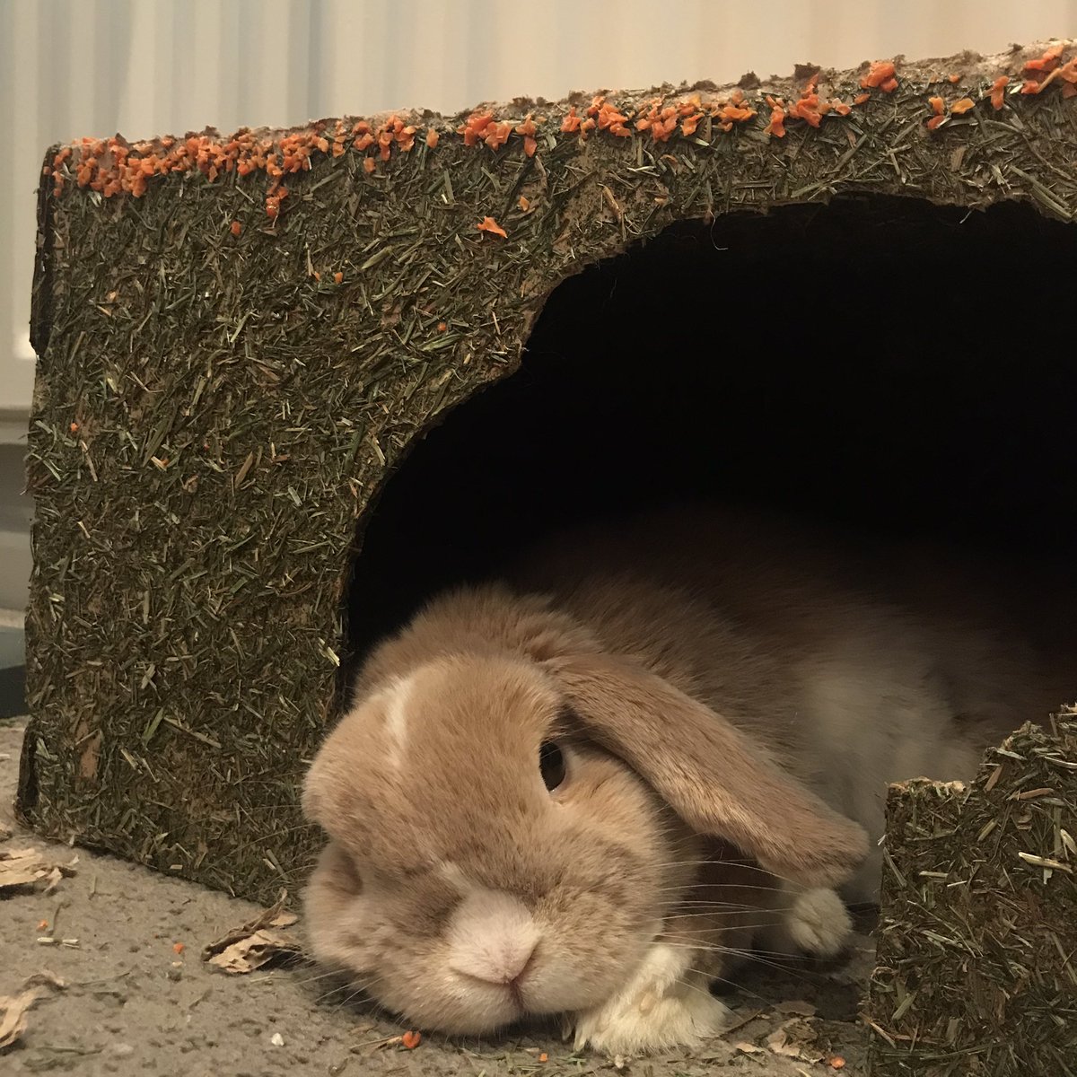 do not disturb 🐰💫