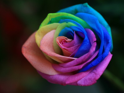 世界の花図鑑さん の最近のツイート 6 Whotwi グラフィカルtwitter分析