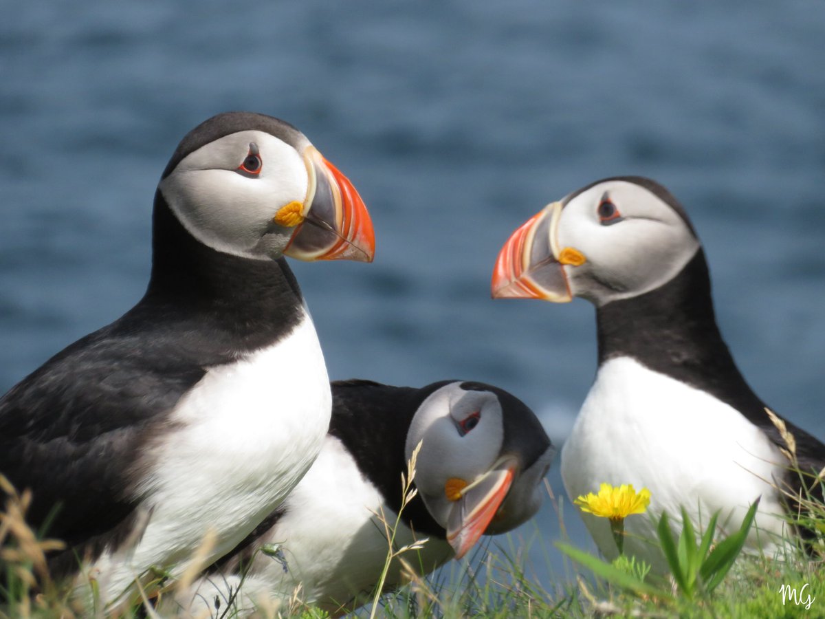 GrayMarker99's tweet photo. It's a miserable day...rain &amp; very high winds, but puffin photos always improve one's mood. LOL
#tuesdaymotivations https://t.co/JbdE6uAaZP