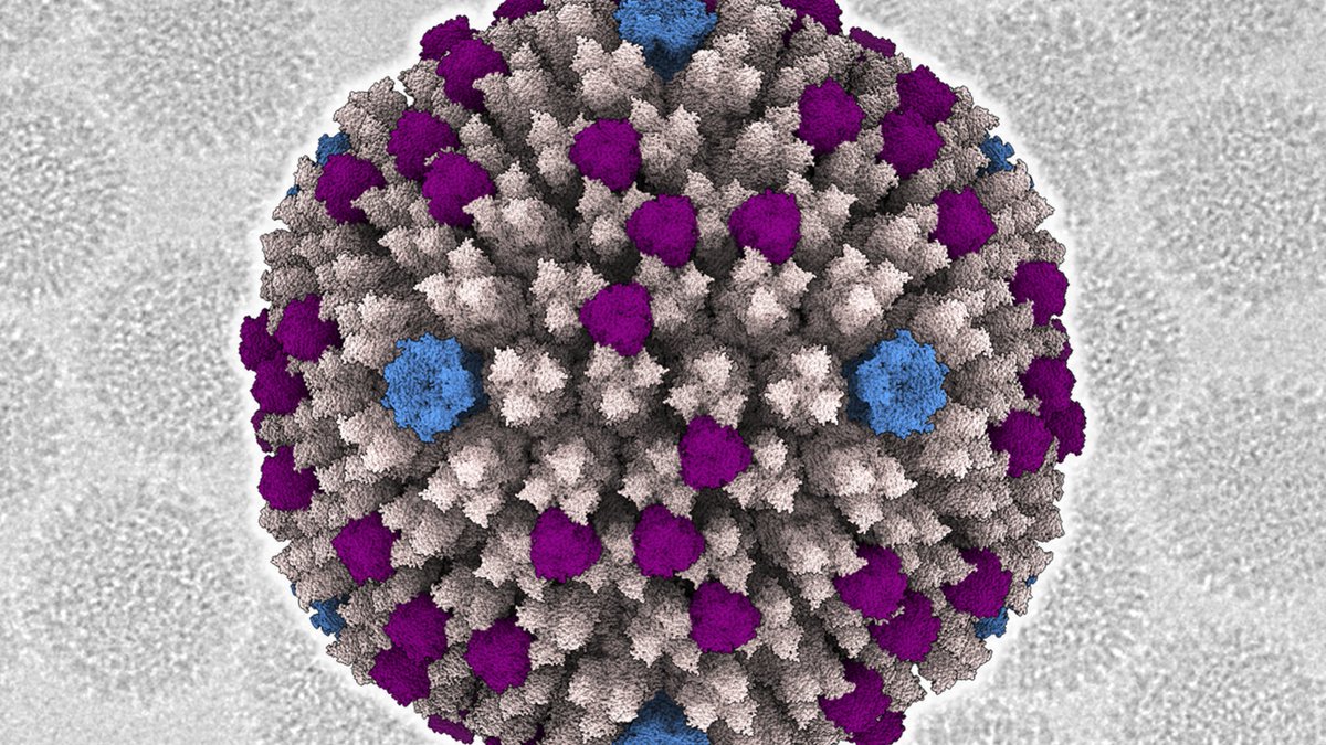 carmensmp's tweet photo. Convocatorias Juan de la Cierva abiertas!
https://t.co/Nlw5j5fQTT
https://t.co/WV6oDFENrM
Cumples los requisitos? Interesad@ en #cryoEM #adenovirus #VirusAssembly? Considera nuestro grupo:
https://t.co/eeUdPZbS4N
@DPE_CSIC @CNB_CSIC @JISEM_SEM @sev_virologia @SEBBM_es @SBEsp https://t.co/MkHoVwQ9uu