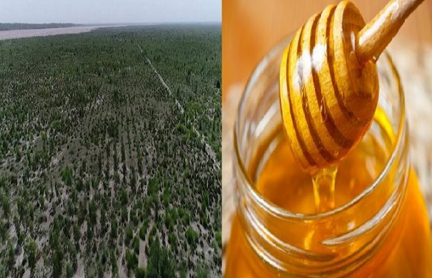 PM Khan to launch Billion Tree Tsunami Honey Project today https://t.co/g2sNmPeSDq