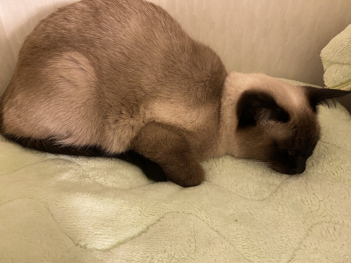 Aconon 七面鳥の丸焼きみたいなうちの猫 麦