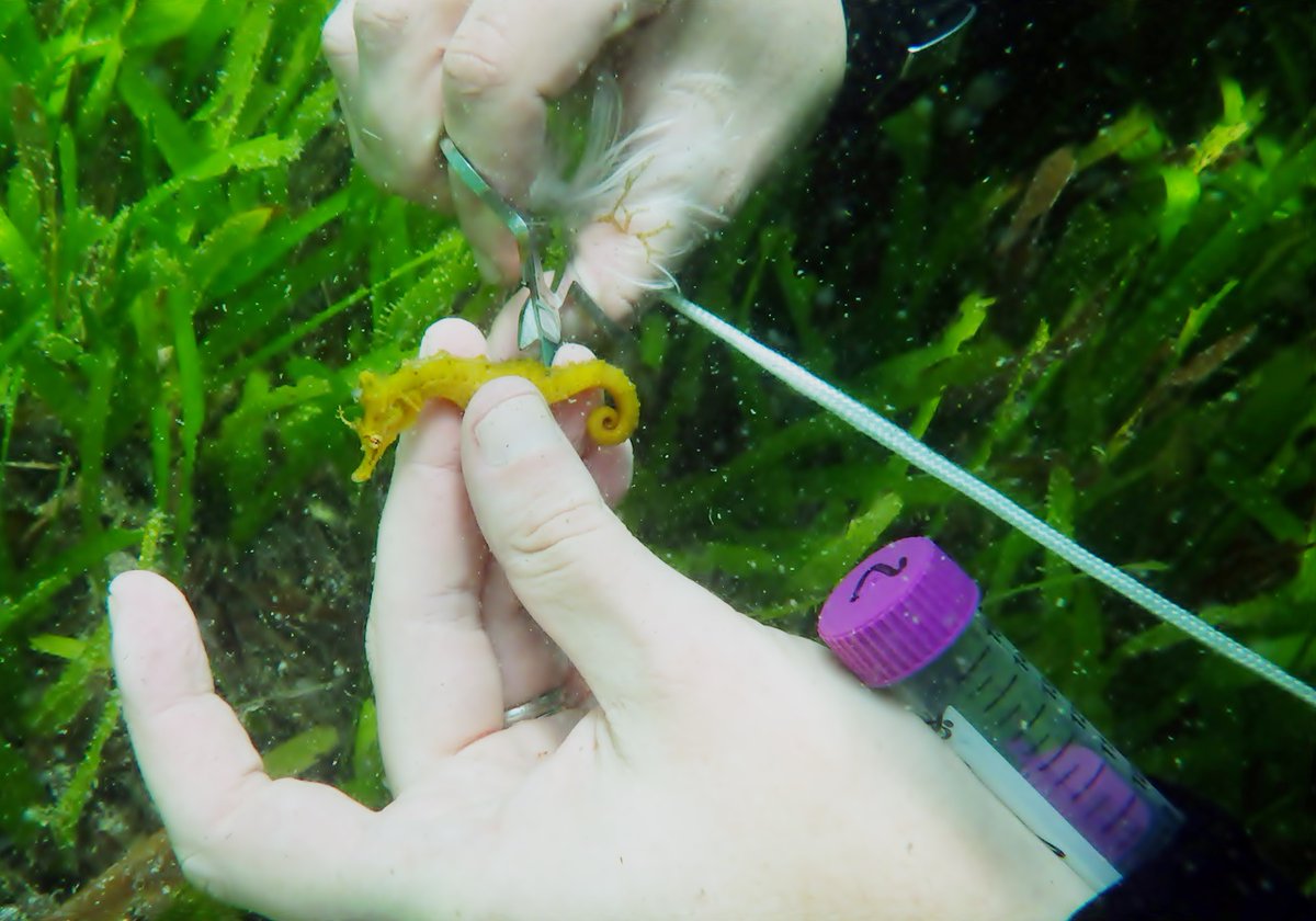 PambeleMoz's tweet photo. A full day #diving and #snorkeling trip on the #vilanculoscoastalwildlifesanctuary #seagrass beds with visiting scientist Dr Louw Claassens to find #seahorses and #pipefish , gather data and samples. #Syngnathinae #hippocampus #datadeficient #conservation https://t.co/RsAJO2TyyZ