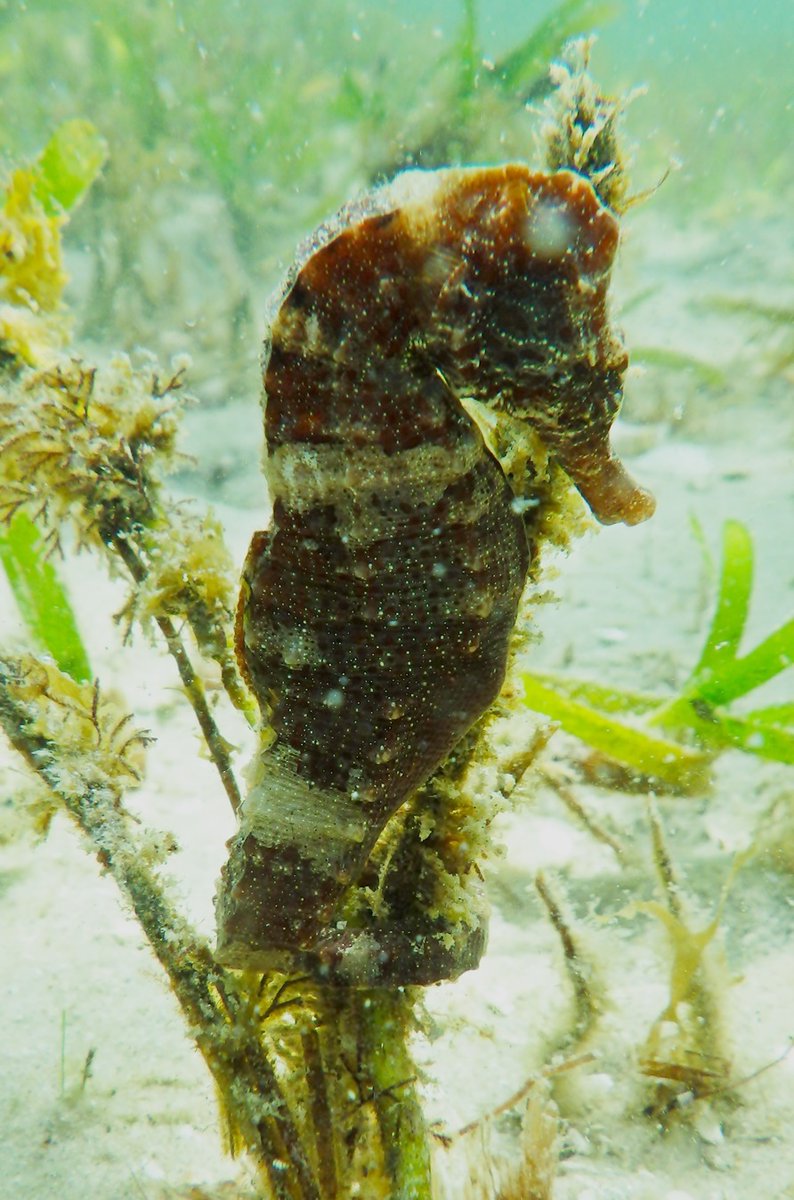 PambeleMoz's tweet photo. A full day #diving and #snorkeling trip on the #vilanculoscoastalwildlifesanctuary #seagrass beds with visiting scientist Dr Louw Claassens to find #seahorses and #pipefish , gather data and samples. #Syngnathinae #hippocampus #datadeficient #conservation https://t.co/RsAJO2TyyZ