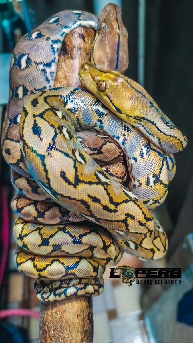 dapet anakan naga 🙄