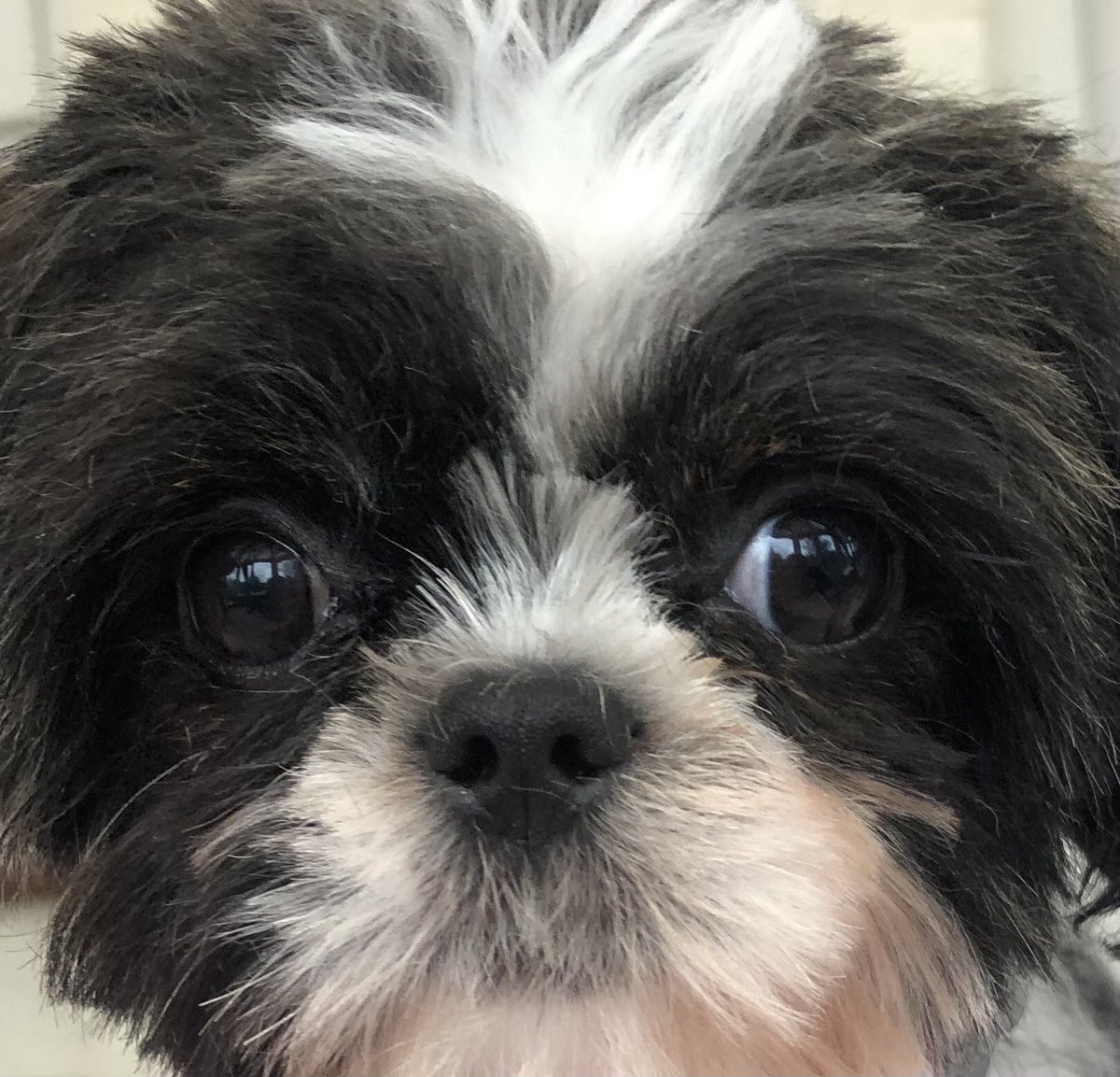 Gooooood mooooorning Twitter, it’s gonna be a great day aha, aha, aha 🐾 🐾 🐾 

#dogs #adventure #puppylove