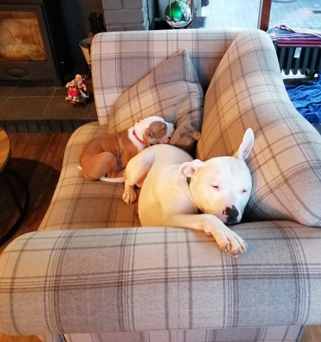 BhamDogsHome's tweet photo. Here is one of our puppies enjoying his new home. We always love hearing how our dogs are getting in in their new homes.
We think itโs safe to say that he has settled in!
Letโs see your rescue dog photos below โฌ๏ธ
#ruffyear #bdh #birminghamdogshome https://t.co/VzqJKCZIvF