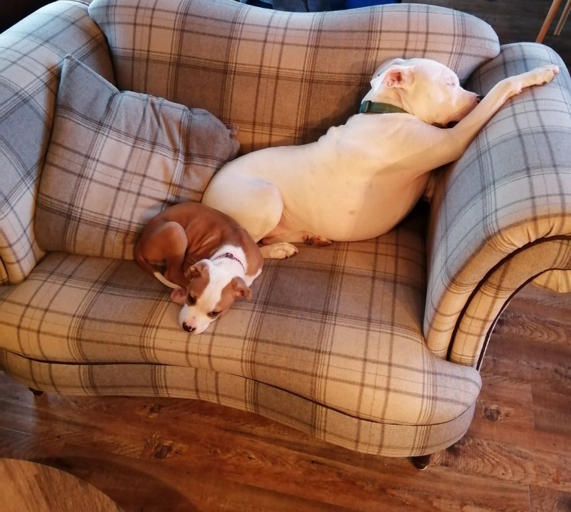 BhamDogsHome's tweet photo. Here is one of our puppies enjoying his new home. We always love hearing how our dogs are getting in in their new homes.
We think itโs safe to say that he has settled in!
Letโs see your rescue dog photos below โฌ๏ธ
#ruffyear #bdh #birminghamdogshome https://t.co/VzqJKCZIvF