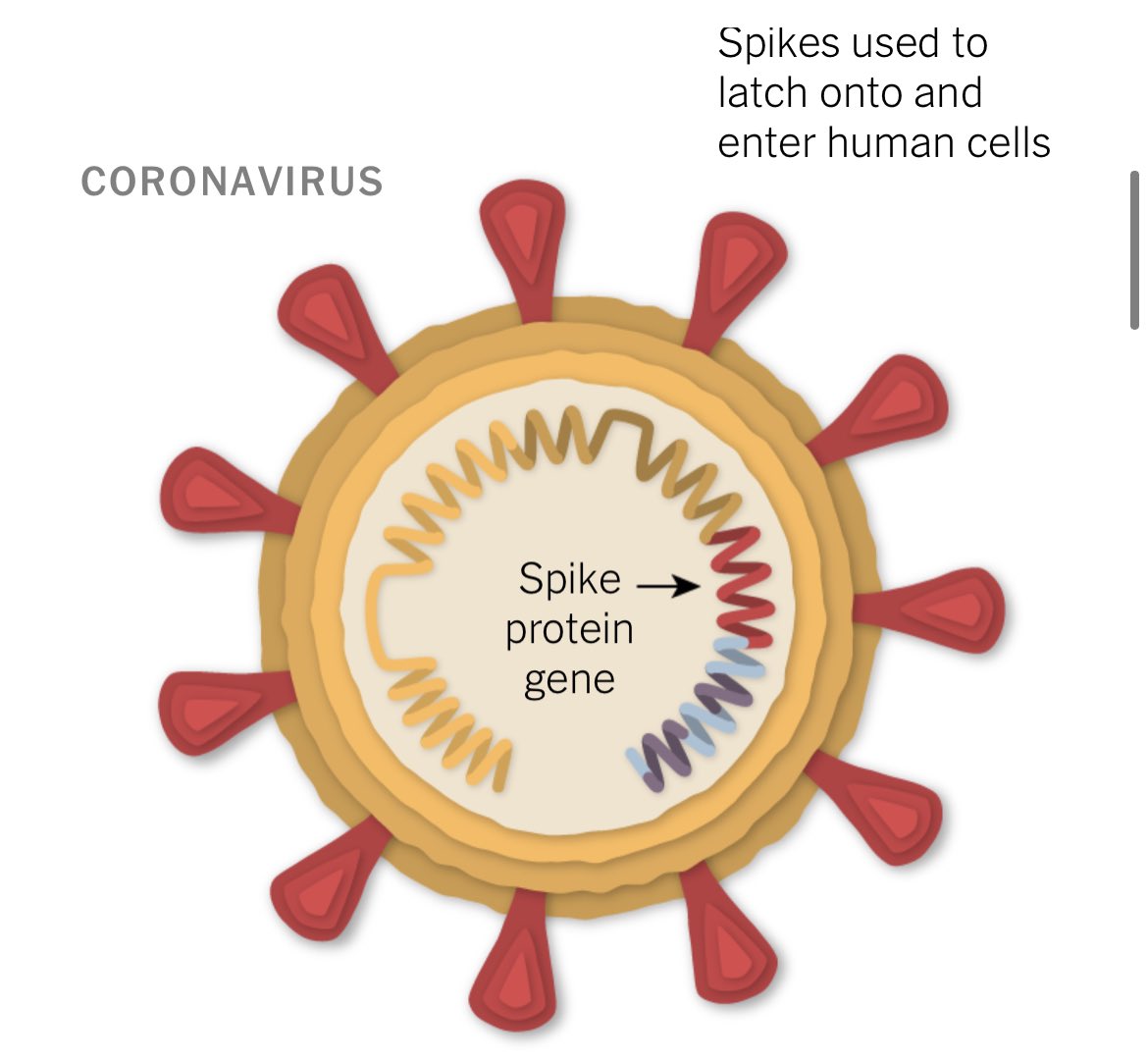 NEW—BioNTech founder—“The vaccine contains >1270 amino acids, & only 9 of them changed—so 99% of the [spike] protein is still same”, says Şahin. He also points out  #SARSCoV2 vaccine’s immune response is *polyclonal*, so antibodies & T cells attack multiple sites on protein.