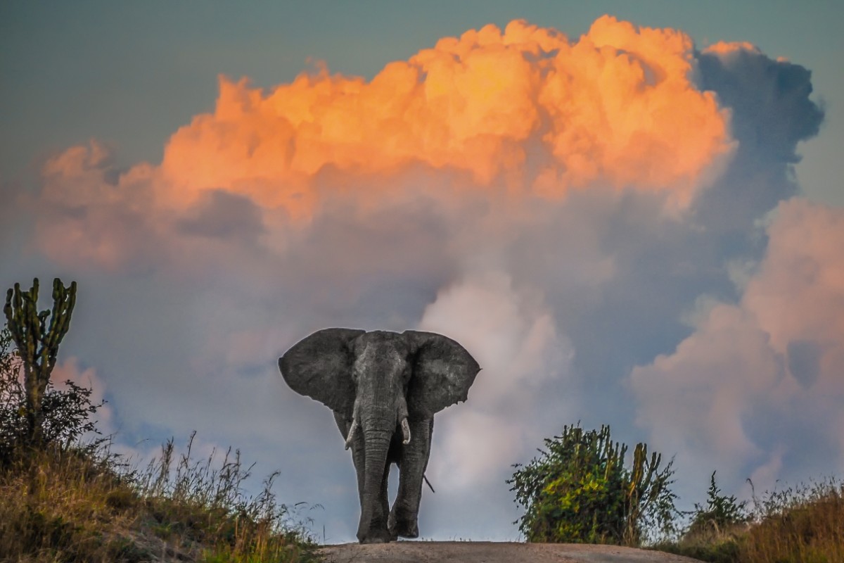 Fikafrika's tweet photo. Elephants in Queen Elizabeth National Park, #Uganda #ttot https://t.co/MKOYTlofRM